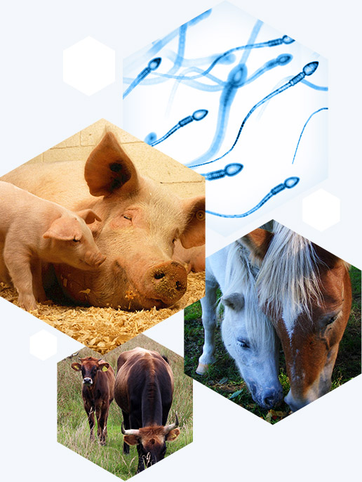 Biotechnologies de la reproduction animale